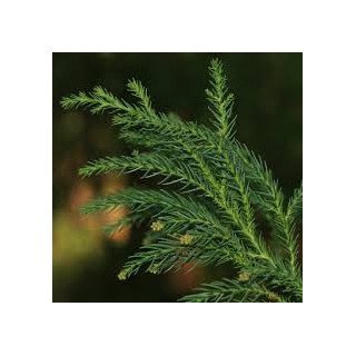 Óleo Essencial de Criptoméria dos Açores | Purificante