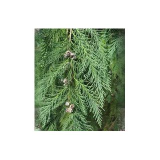 Óleo Essencial de Cedro dos Açores | Relaxante Natural