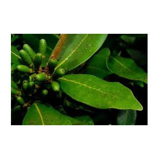 Óleo Essencial de Louro dos Açores | Purificante