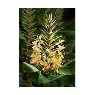 Óleo Essencial de Conteira dos Açores | Exótico