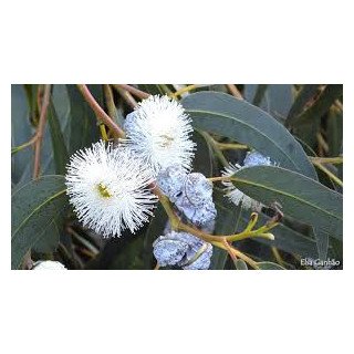 Óleo Essencial de Eucalipto | Respiratório Natural