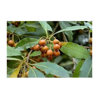 Óleo Essencial Incenso dos Açores | Floral & Calmante