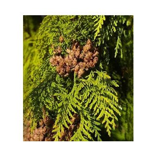 Óleo Essencial de Cedro‑Vermelho dos Açores | Amadeirado