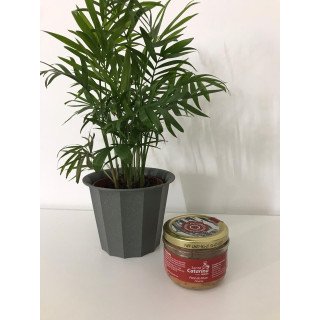 Patê de Atum Picante