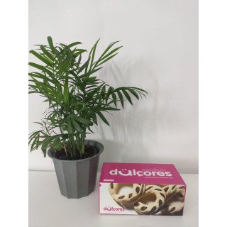 Espécies de São Jorge