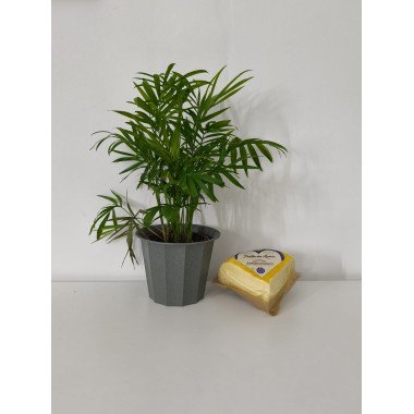 Queijo Prados Quartos