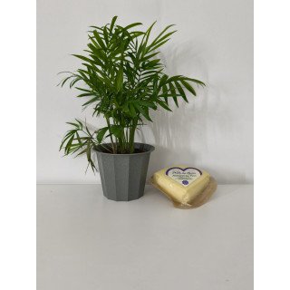 Queijo amanteigado Prados Mistério do Pico