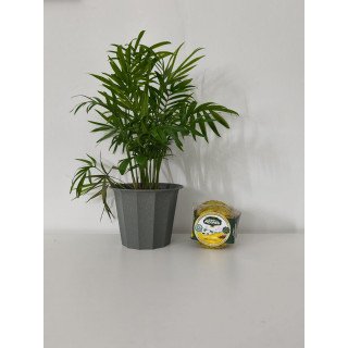 Queijo Quinta Alho e Açaflor