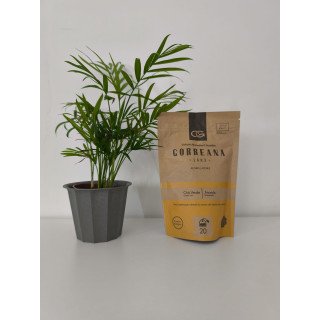 Chá Verde e Ananás